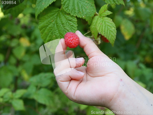 Image of Raspberry