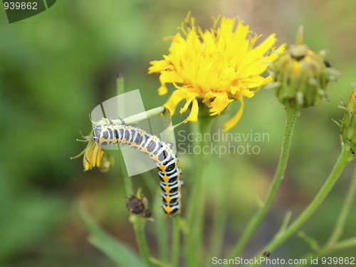 Image of Caterpillar 