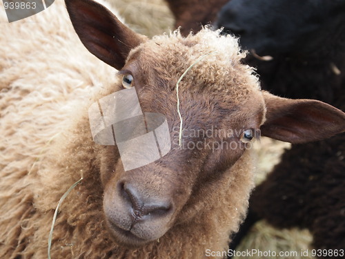 Image of Domestic Sheep 