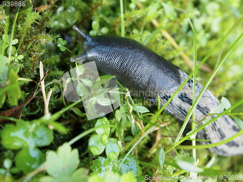 Image of Slug