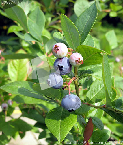 Image of Huckleberries