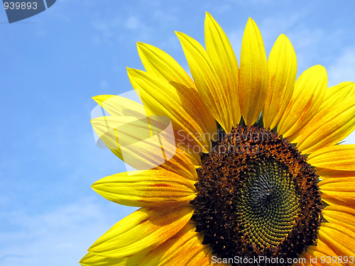 Image of sunflower