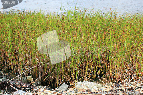 Image of Straw by the sea