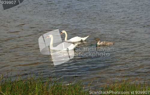 Image of Swan family