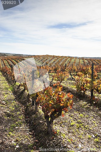 Image of Vineyards in the fall