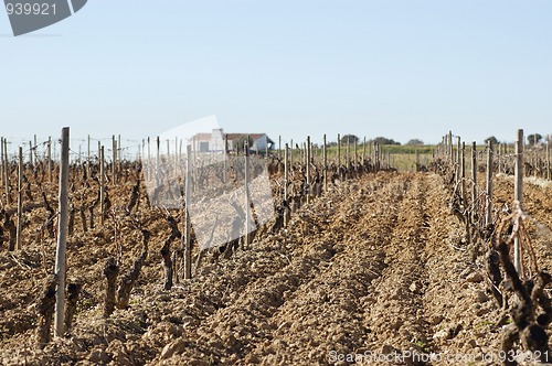 Image of Vineyards in winter