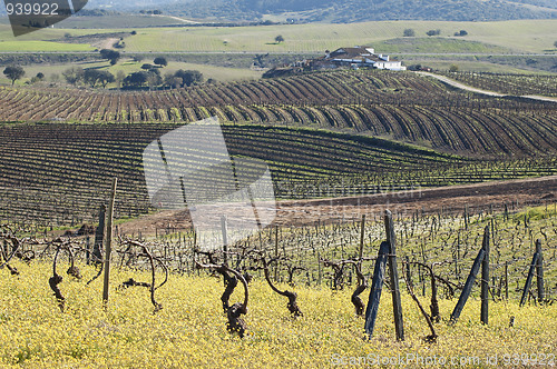 Image of Vineyards in winter