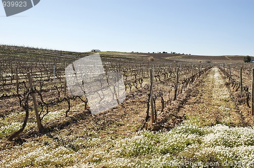 Image of Vineyards in winter