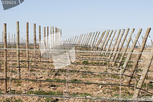 Image of New vineyard