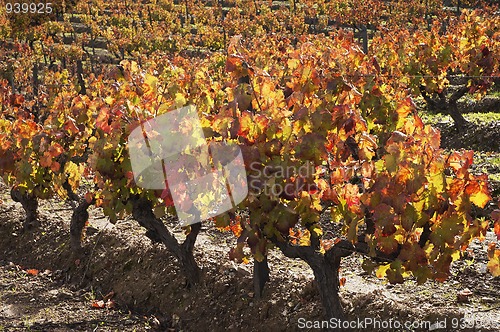 Image of Vineyards in the fall