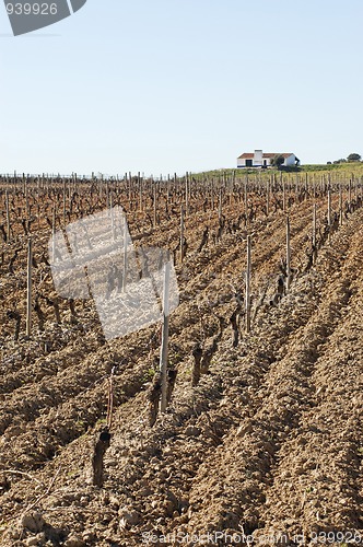 Image of Vineyards in winter