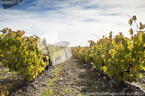 Image of Vineyards in the fall