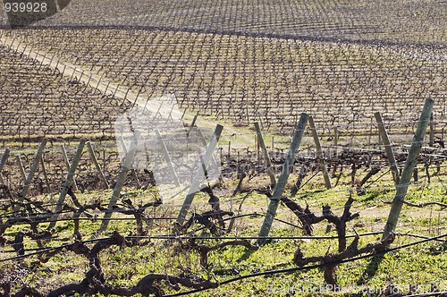 Image of Vineyards in winter