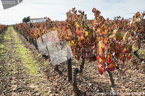 Image of Vineyards in the fall