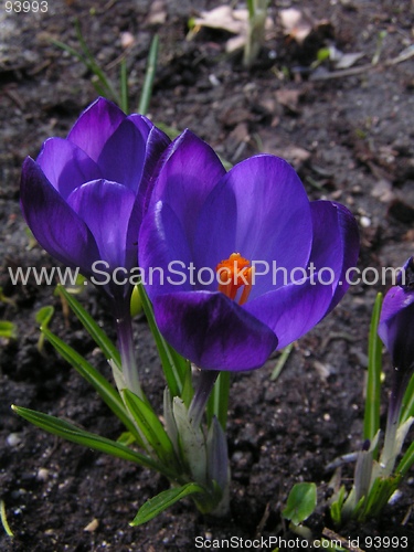 Image of Crocus