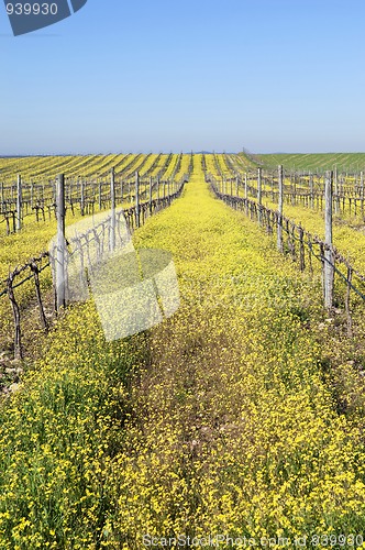 Image of Vineyards with flowers