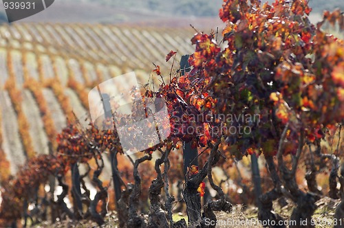 Image of Vineyards in the fall