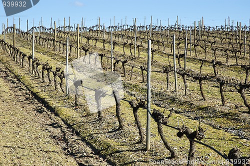 Image of Vineyards in winter