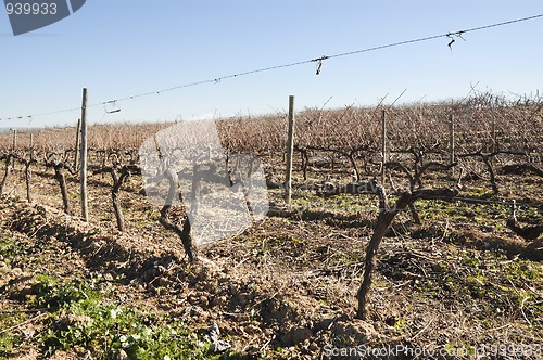 Image of Vineyards in winter