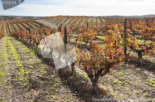 Image of Vineyards in the fall