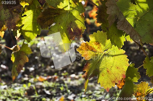 Image of Vineyards in the fall
