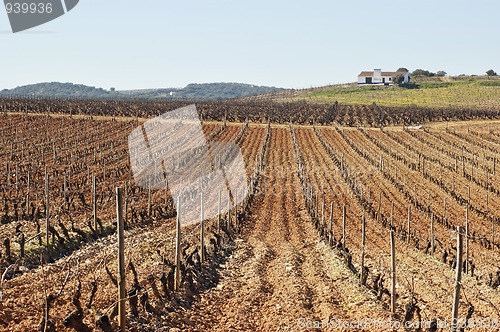 Image of Vineyards in winter