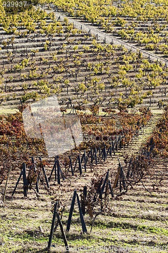 Image of Vineyards in the fall
