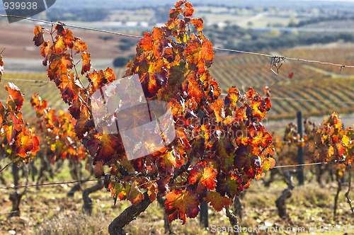 Image of Vineyards in the fall