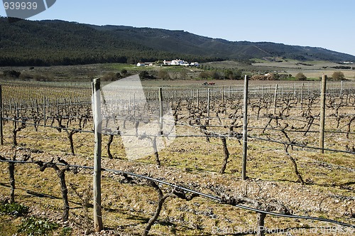 Image of Vineyards in winter