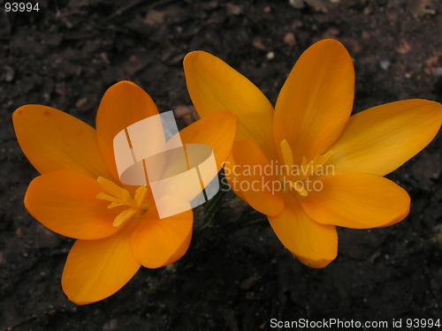 Image of Crocus