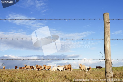 Image of Herd of cows