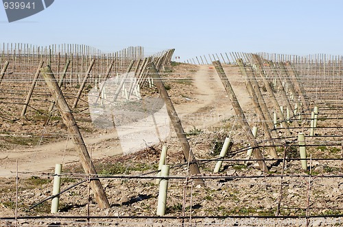 Image of New vineyard