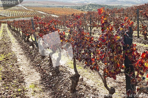 Image of Vineyards in the fall