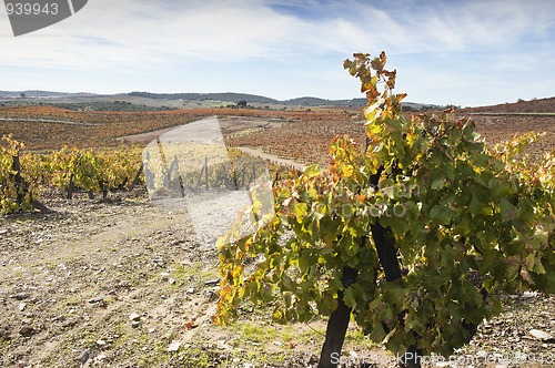 Image of Vineyards in the fall