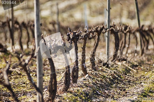 Image of Vineyards in winter