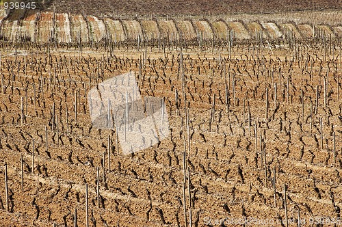 Image of Vineyards in winter