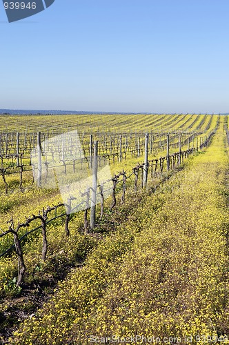 Image of Vineyards with flowers