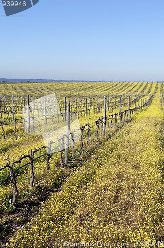 Image of Vineyards with flowers