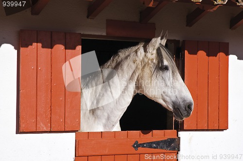 Image of White horse