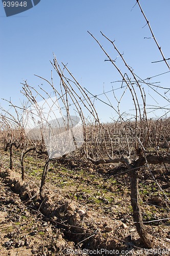Image of Vineyards in winter