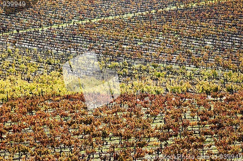 Image of Vineyards in the fall