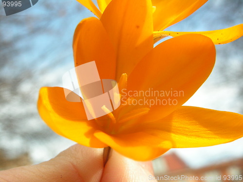 Image of Crocus