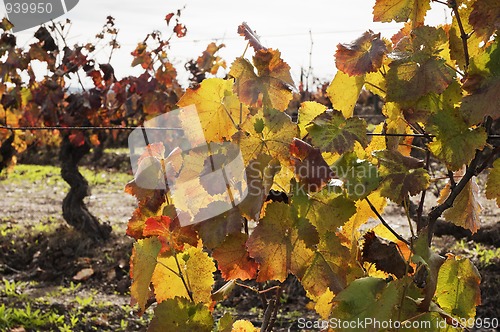Image of Vineyards in the fall