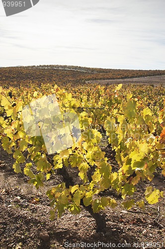 Image of Vineyards in the fall