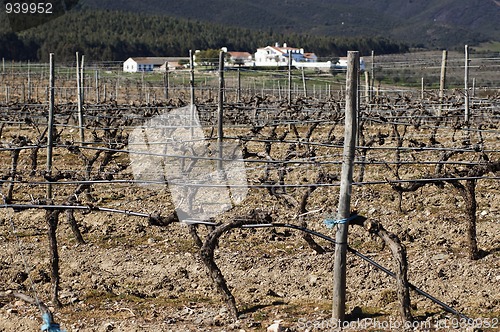 Image of Vineyards in winter