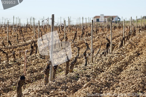 Image of Vineyards in winter