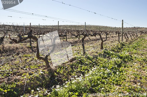 Image of Vineyards in winter