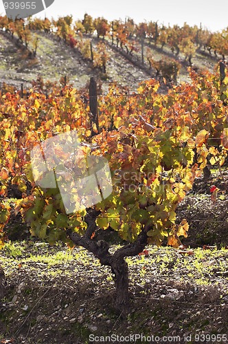 Image of Vineyards in the fall