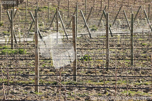 Image of New vineyard