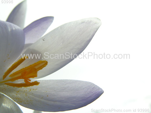 Image of Crocus